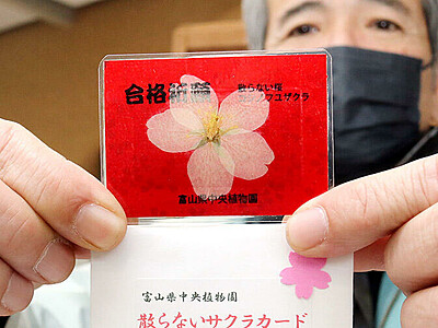 お守りに「散らない桜」　県中央植物園、７日から配布