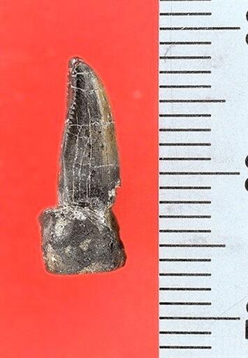 日本最古級のティラノサウルスの仲間の歯の化石