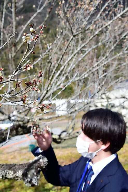 咲き始めた竜峡小梅。斉藤さん（右）が開花宣言した＝１７日午前１１時３５分、天龍村平岡