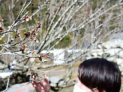 「びっくり」開花宣言　天龍村の竜峡小梅　例年より１カ月早く