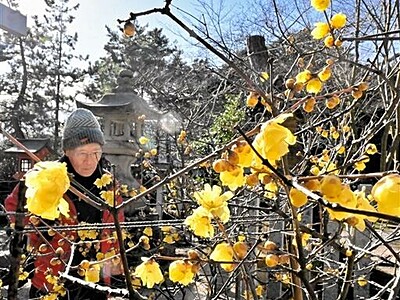 ロウバイ、寒紅梅冬彩る　敦賀・常宮神社で〝競演〟
