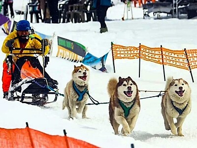 冬の霧ヶ峰で犬ぞり大会 諏訪市の団体が2月4、5日