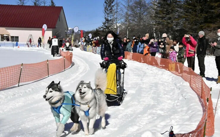 雪の中でそりを引いて走る犬と愛犬家ら