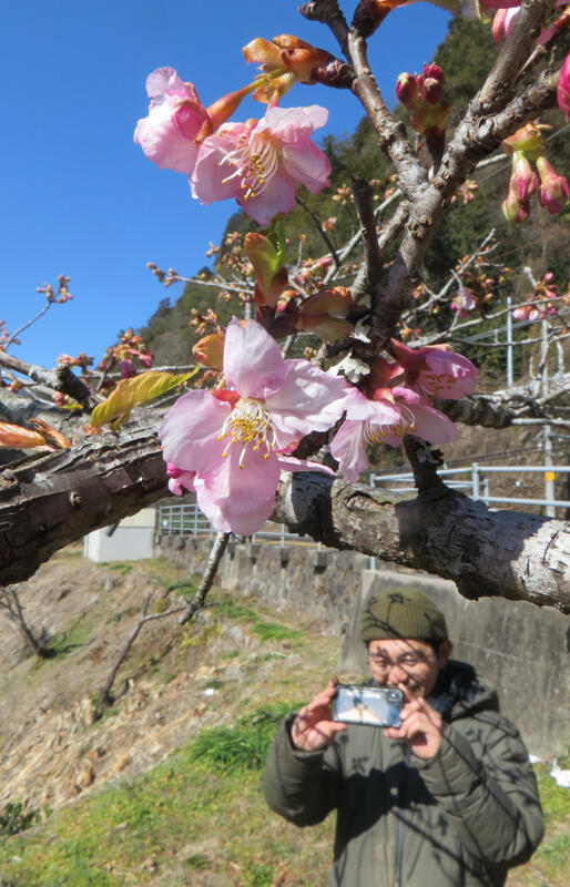 昨年より１カ月余り早く開花したカンザクラ＝１６日午後０時半、天龍村のＪＲ伊那小沢駅