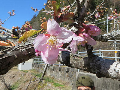 一足早い春の兆し、カンザクラ開花　長野県南部の天龍村、昨年より１ヵ月早く