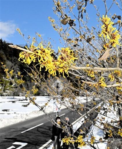 残雪の中、かれんな黄色い花を咲かせているマンサク＝福井県福井市城戸ノ内町
