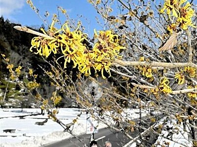 雪の山里〝春〟咲く　福井市一乗谷でマンサクかれん