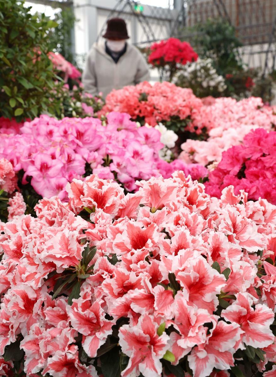 新潟県立植物園に並ぶ色とりどりのアザレア＝１６日、新潟市秋葉区