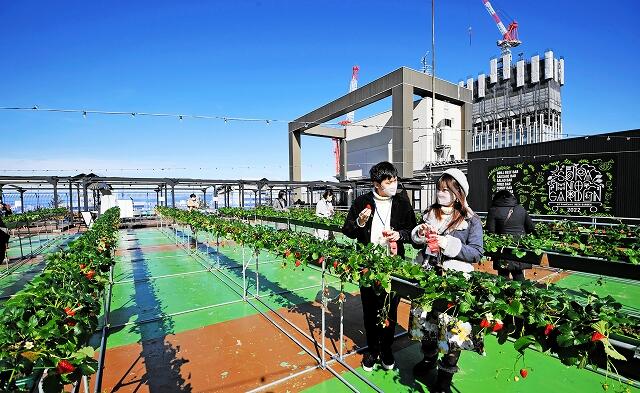 プレイベントで、イチゴ狩りを楽しむ参加者＝2月22日、福井県福井市の西武福井店屋上