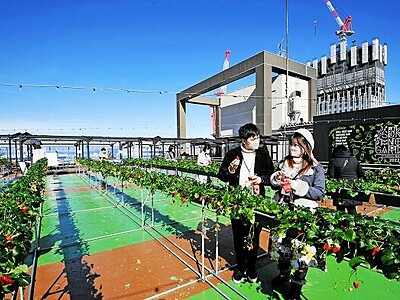 西武福井店の屋上でイチゴ狩り　3月10日オープン