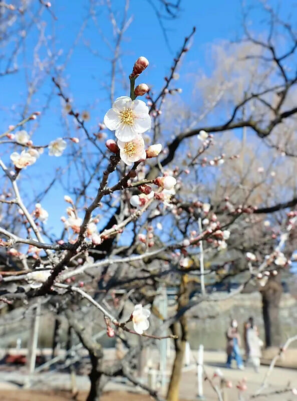 枝先でほころび始めた白梅の花＝２２日午後１時４７分、松本市の松本城公園