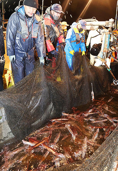 スルメイカが大量に入ったホタルイカ漁の定置網を引き揚げる漁師＝１日午前４時半ごろ、滑川沖