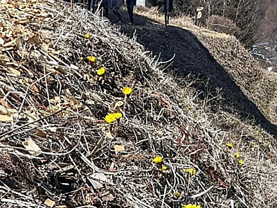 春を呼ぶ黄色い花　松本市四賀地区で福寿草まつり