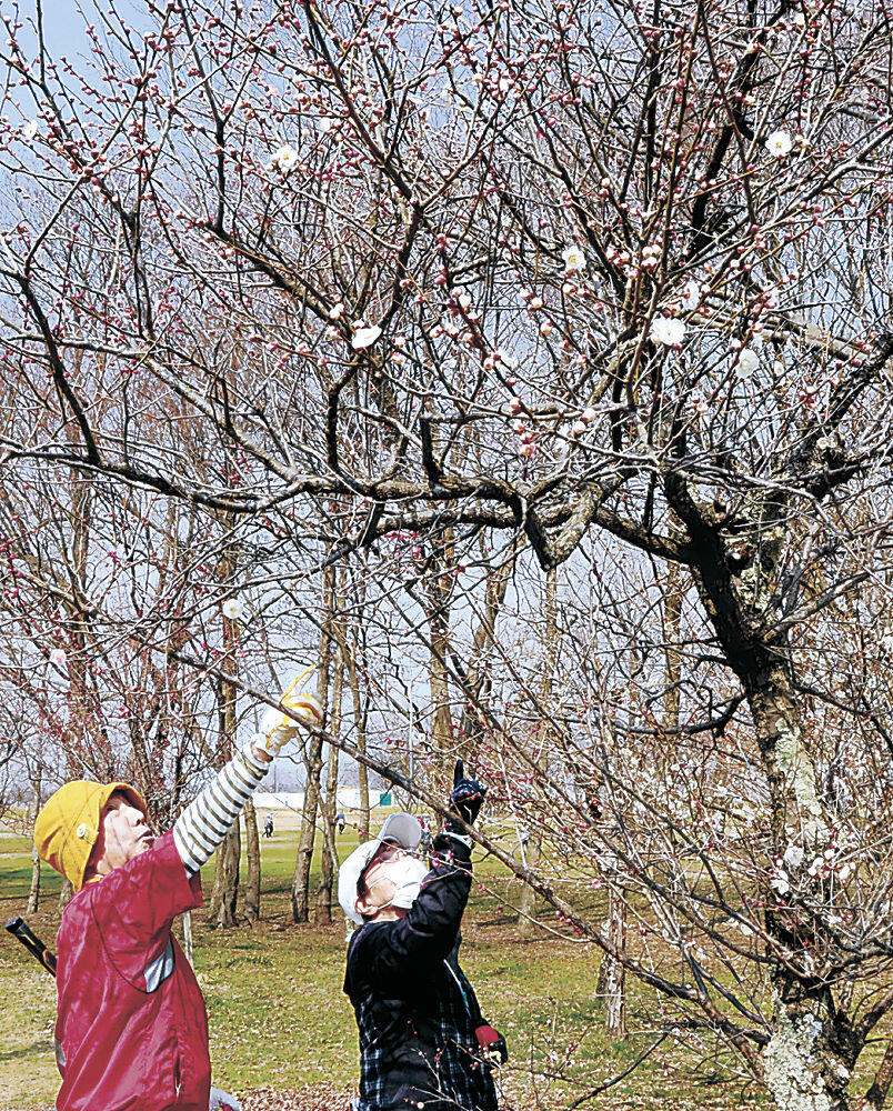 紅白の花を咲かせる梅を見上げる来園者＝小松市の木場潟公園