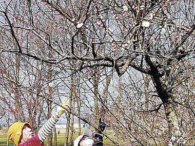 小松・木場潟の梅「源平咲き」　１本に紅白の花