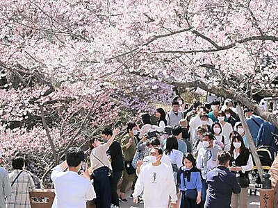 高遠城址公園の桜、４月２日開花の予想　ウェザーニューズ　伊那市、今年も「さくら祭り」計画