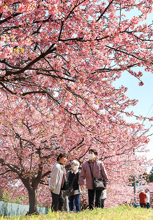 青空の下で咲き誇るカワヅザクラ＝富山市海岸通