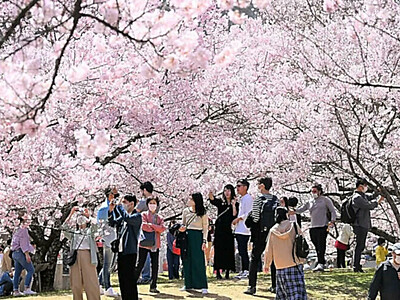 高遠城址公園の桜　開花予想３月２９日に　ウェザーニューズ、前回予想から早める