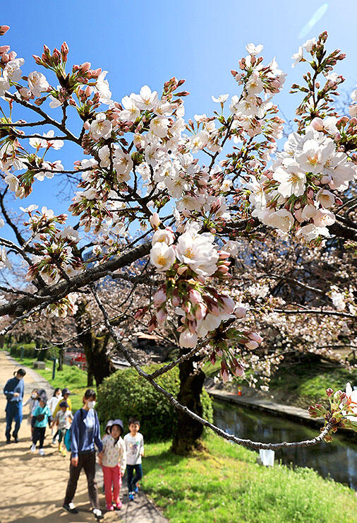 開花が進む松川べりのソメイヨシノ＝２２日午前１１時１０分ごろ、富山市新総曲輪