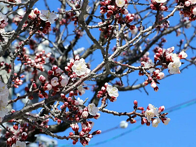 千曲市のアンズ開花　観測史上最も早く　見頃は３月末から４月初めか