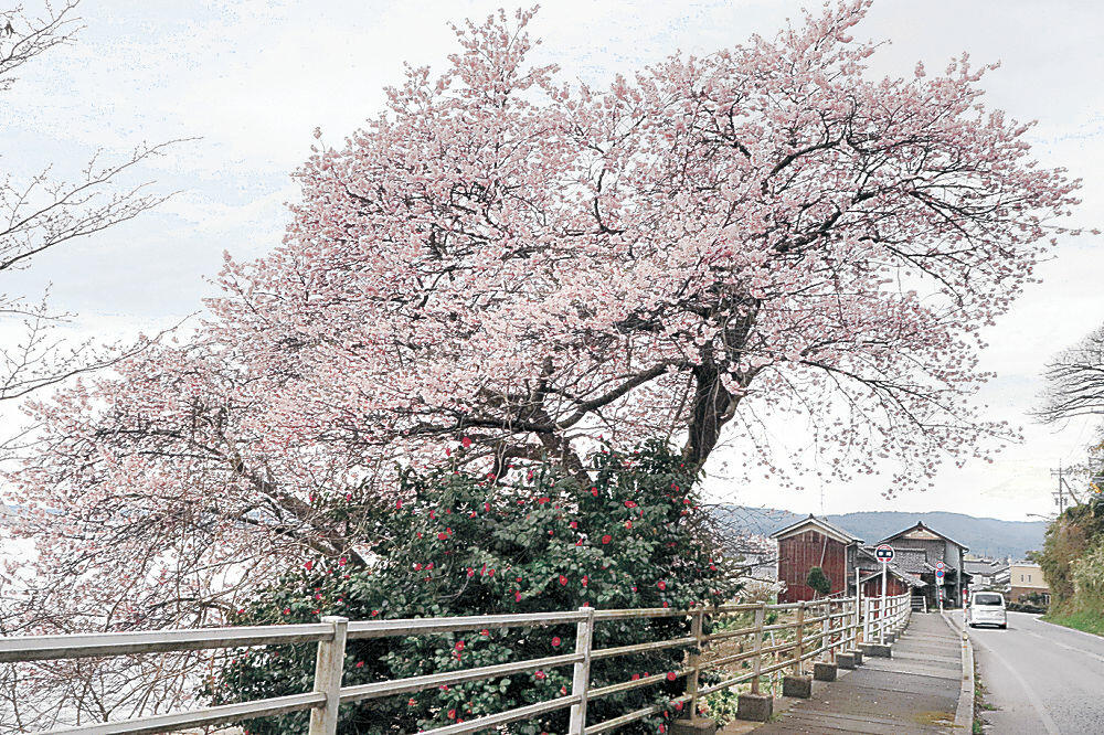 一足早く満開となった「谷崎の桜」＝珠洲市上戸町南方
