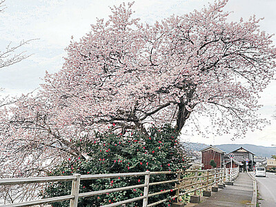 珠洲・谷崎の桜満開　奥能登に一足早く春
