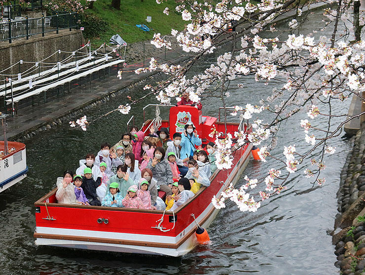 遊覧船に乗って松川べりの桜を楽しむ園児ら