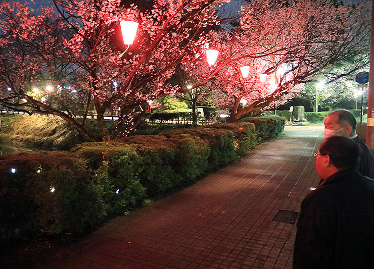 桜の開花に合わせて点灯された高岡古城公園のぼんぼり＝高岡市古城