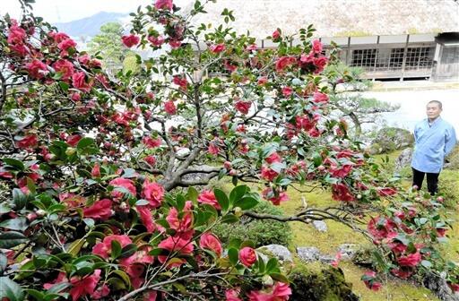 赤やピンク色の花を咲かせ、満開を迎えている五色ツバキ＝３月２７日、福井県小浜市金屋の萬徳寺