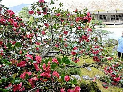 小浜・萬徳寺の五色ツバキ　はや満開　来月上旬まで見頃
