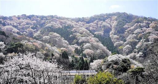 淡いピンクと緑のコントラストが美しい「神子の山桜」＝３月２８日、福井県若狭町神子