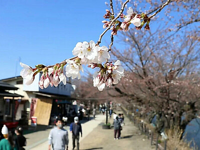 臥竜公園の桜、早くも開花宣言　2021年と並び最も早く、見頃は４月上旬の見通し　須坂市