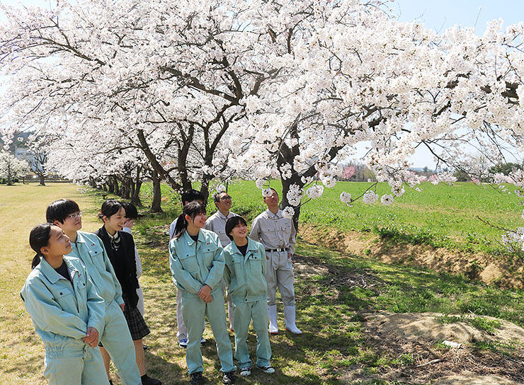 学校自慢の満開の桜を眺める生徒