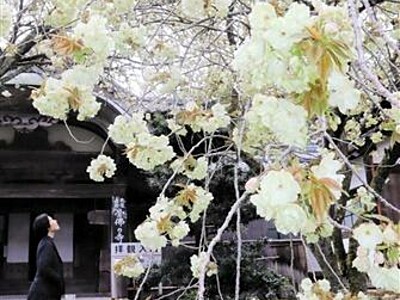 古刹に映える淡い黄緑　福井県敦賀・西福寺のウコンザクラ