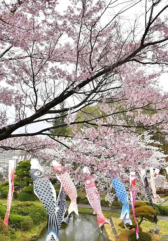 桜の花が散る中、風を受けて泳ぐこいのぼり