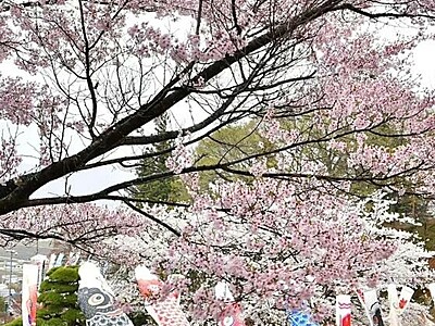 こいのぼり、花に泳ぐ　諏訪市の西山公園に100匹飾り付け