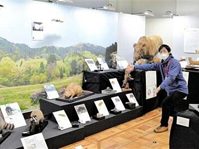 ズラリ福井のほ乳類　自然史博で剥製や標本５０種展示