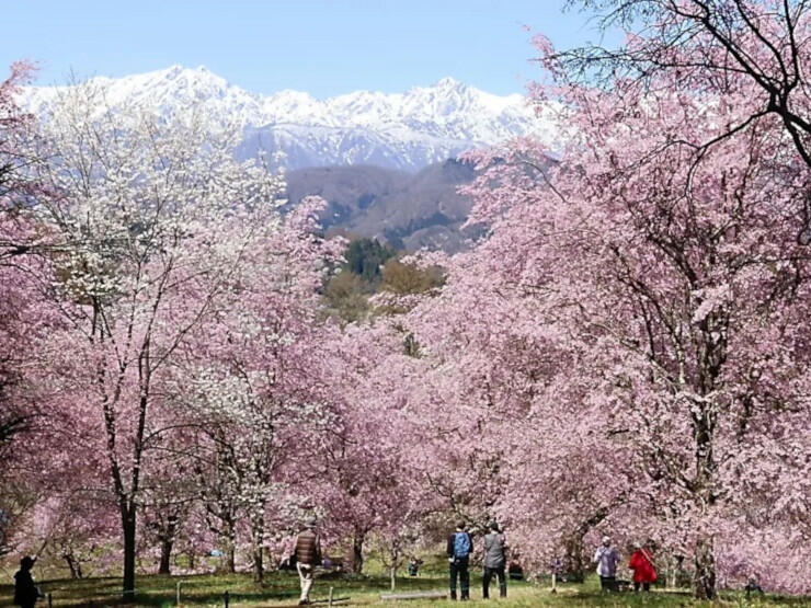 北アルプスを背景に咲き誇る立屋地区の桜