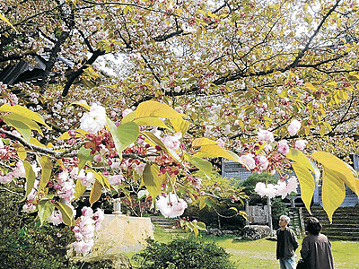 「七変化の桜」咲く　輪島・阿岸本誓寺