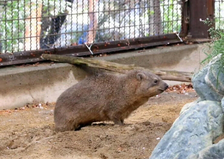 城山動物園の新獣舎に「お試し入居」したケープハイラックスの雌シオリ＝１２日、長野市箱清水