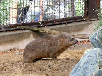 「走り回れて、『ありがとう』と言っています」　ケープハイラックスが改装獣舎にお試し入居　長野市城山動物園