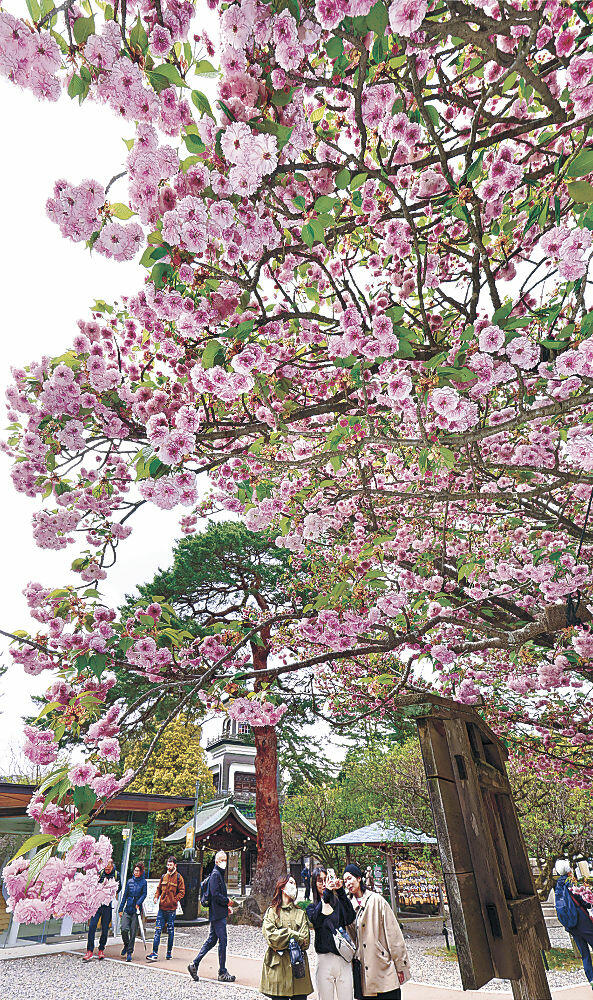 見頃を迎えた菊桜＝尾山神社
