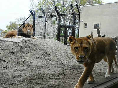 「ライオンの丘」ガラス張りで大迫力　長野市茶臼山動物園で22日オープン