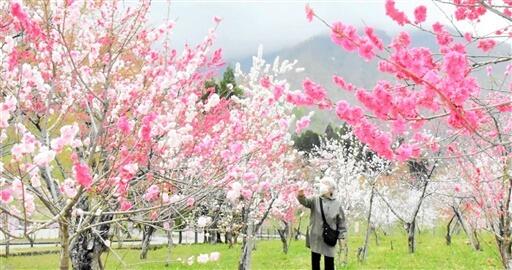 ピンクや白の花で山あいを美しく彩るハナモモ＝４月１７日、福井県大野市下山
