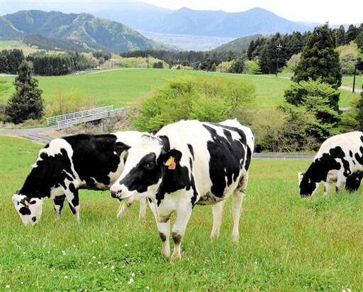 見晴らしの良い牧草地で、草をはむ乳牛＝４月２５日、福井県奥越高原牧場
