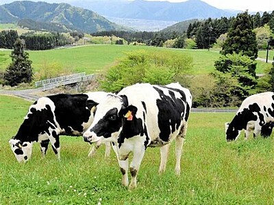 放牧広々モ～最高　乳牛駆け回り足腰強く　福井県奥越高原牧場