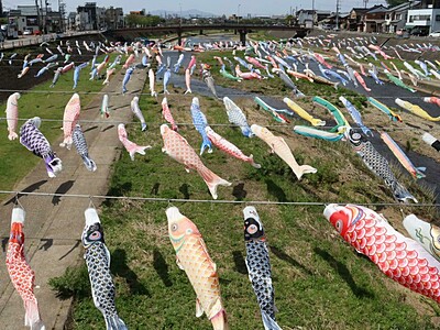 こいのぼり500匹、加茂川上空ゆったりと春風に乗り泳ぐ