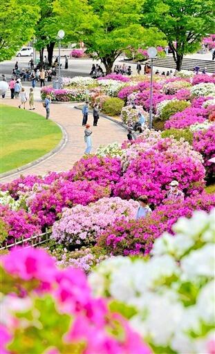 満開を迎えた園内のツツジ＝４月２８日、福井県鯖江市西山公園