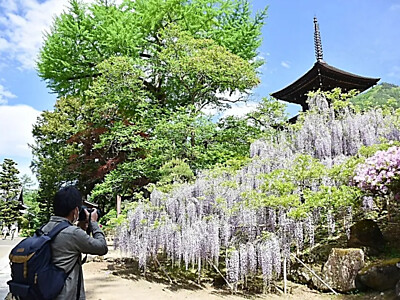 淡い紫と青空と三重塔　上田市の前山寺でフジが開花