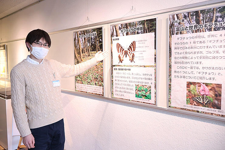 ギフチョウの解説をする学芸員の岩田さん（左）＝富山市科学博物館